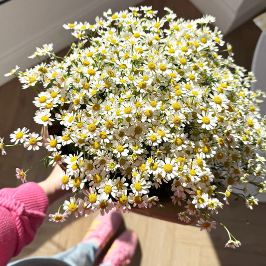 Mothers Day Mini Daisy Large Bouquet